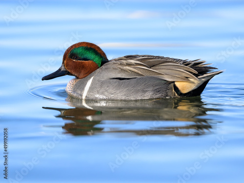Male Green-winged Teal Swimming in Blue Water photo
