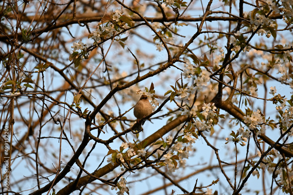 The true finches are small to medium-sized passerine birds in the family Fringillidae. Finches have stout conical bills adapted for eating seeds and nuts and often have colourful plumage. They occupy The true finches are small to medium-sized passerine birds in the family Fringillidae. Finches have stout conical bills adapted for eating seeds and nuts and often have colourful plumage. They occupy