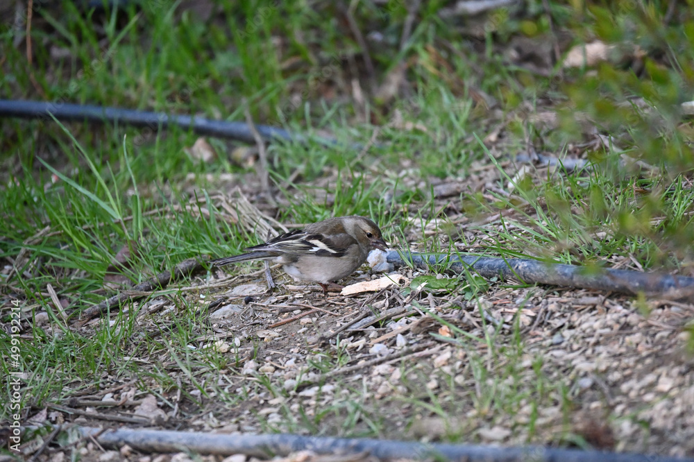 Obraz premium The true finches are small to medium-sized passerine birds in the family Fringillidae. Finches have stout conical bills adapted for eating seeds and nuts and often have colourful plumage. They occupy 