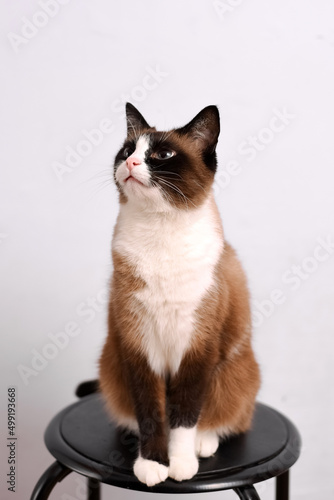 snowshoe cat breed sitting on the chair © Алиса Сандулович