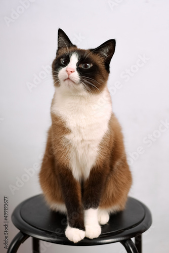 snowshoe cat breed sitting on the chair