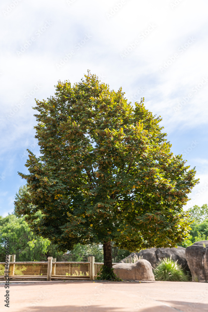 Obraz premium Arbol