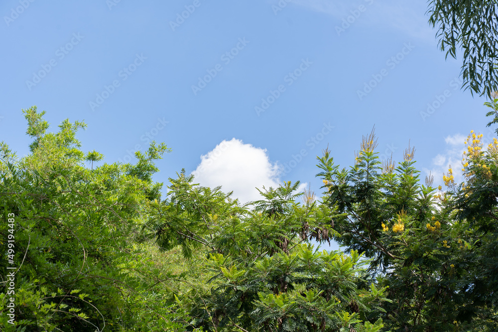 Vegetación y nubes