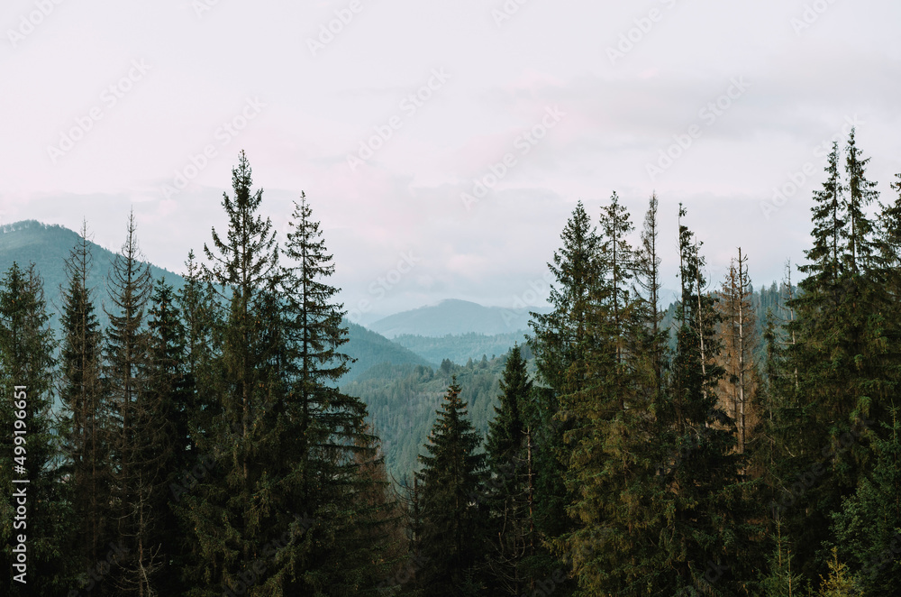 Mountains in the Carpathian forest