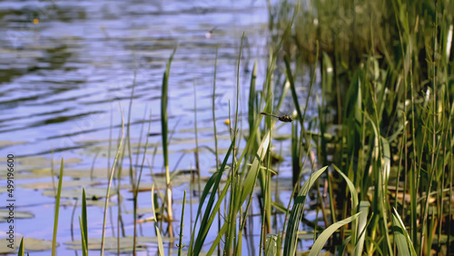 A dragonfly flies near a pond. CREATIV. Reeds near the reservoir in spring. A dragonfly flies near the pond and grass grows