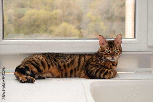 Animal. A purebred beautiful Bengal cat lies on a windowsill against the background of a window in a home interior.