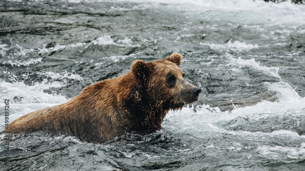 brown bear in water brown bear in water