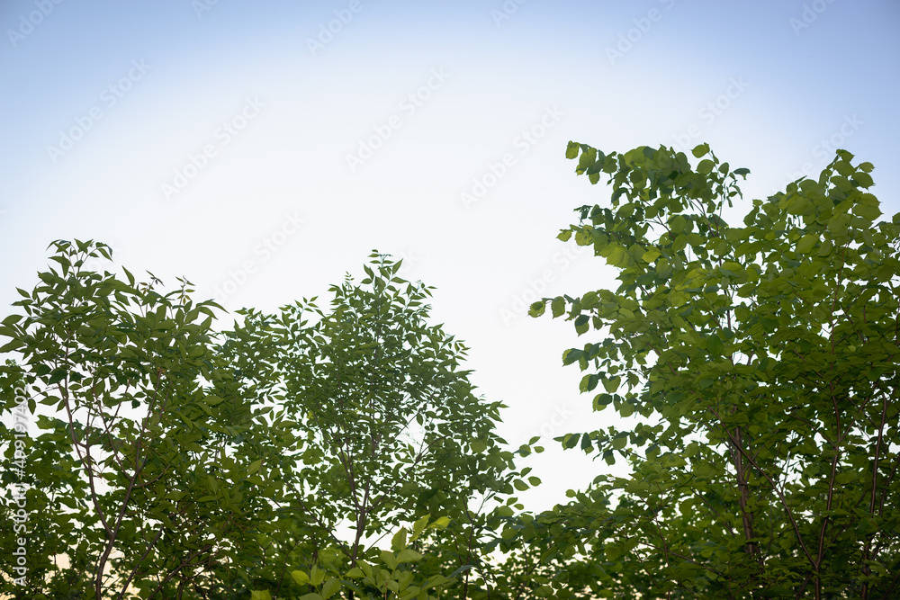 Obraz premium Green tree and sky in summer.
