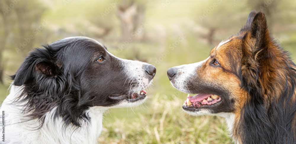 Portrait of two border collie dogs in different colors looking at eatch other