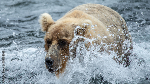 brown bear runs in water