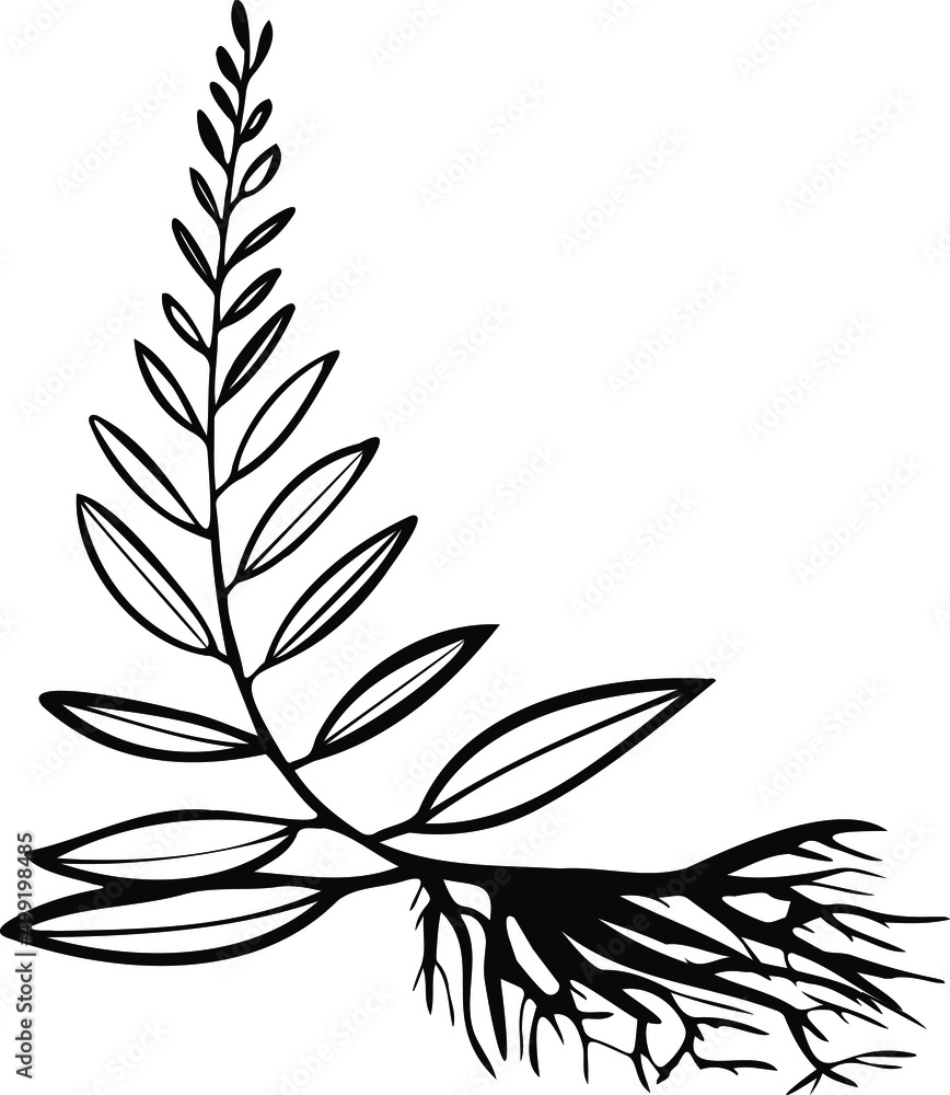 Fototapeta premium seedling Line Art