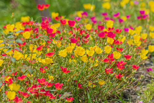close up selective focus of portulaca flower in garden outdoor © Dadan