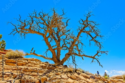 Canyonlands National Park in southeastern Utah, a dramatic desert landscape carved by the Colorado River.  photo