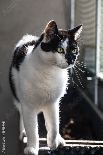 Schwarz-weiße Katze auf einem Hochbeet vor einem Katzengitter