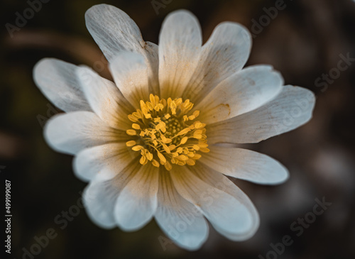 Anemone blanda  Balkan-Windr  schen mit leuchtendem gelben Stempel