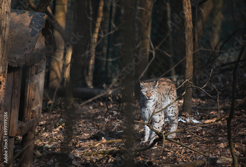 Eurasischer Luchs im Wald photo