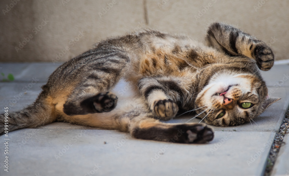 Getigerte Katze wälzt sich auf Terrassenplatten