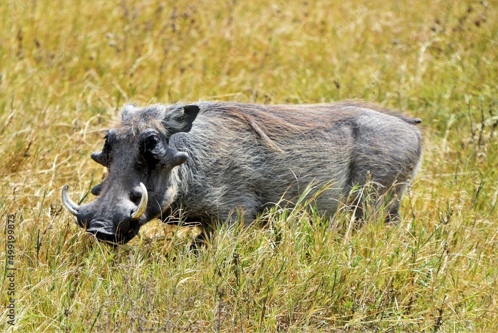 Warthog 9 Warthog 9