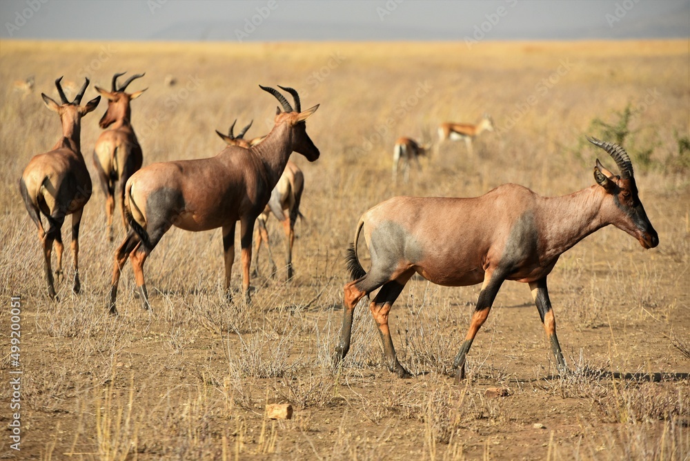Hartabeest 2 Hartabeest 2