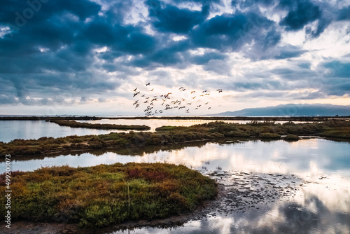 Flock of migratory birds fly away from the lake that provided them with food.