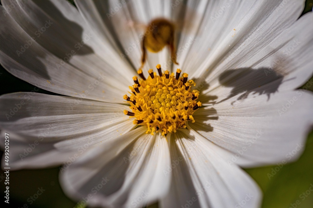 Fototapeta premium Weißes Schmuckkörbchen mit Biene im Anflug