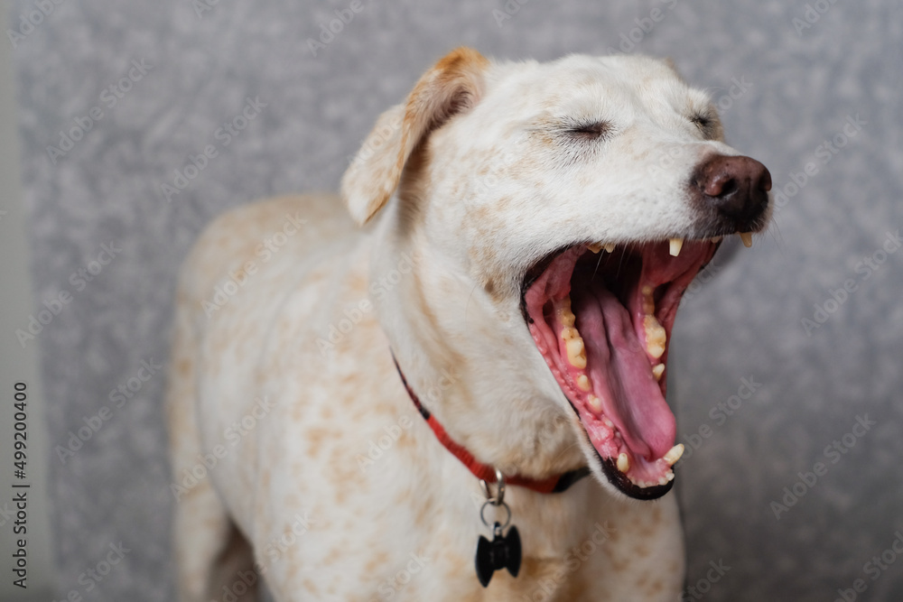 white dog yawning with eyes closed