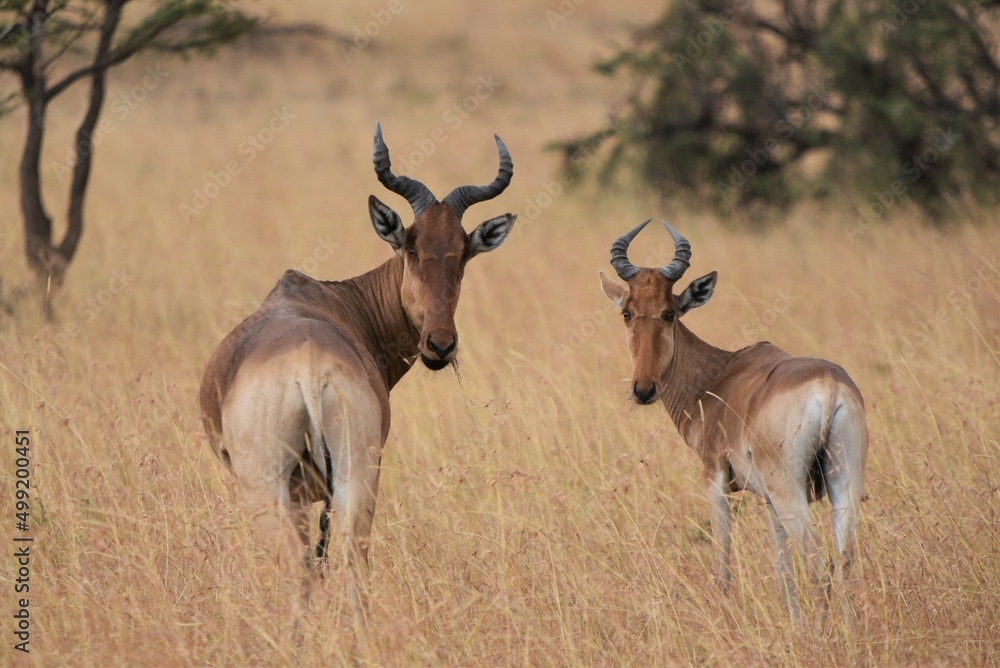 Hartabeest 1 Hartabeest 1
