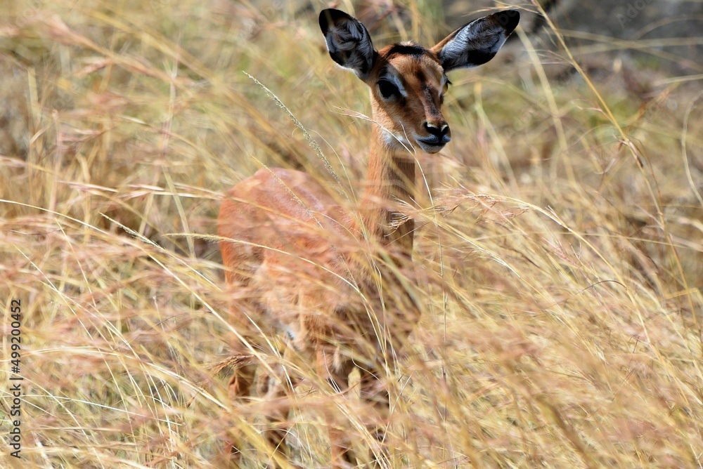 Impala 9