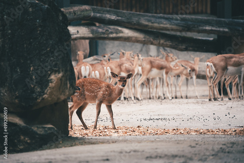 Einzelne Hirschziegen-Antilope steht von Herde entfernt