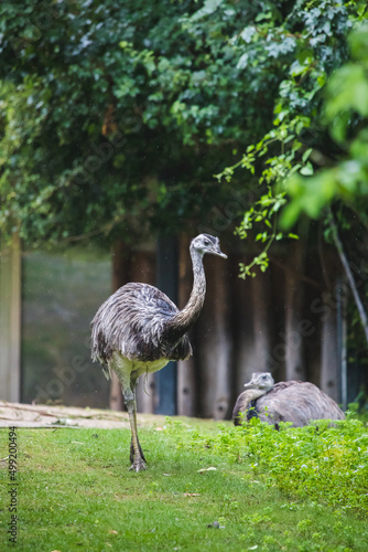 Stehender und liegender Emu