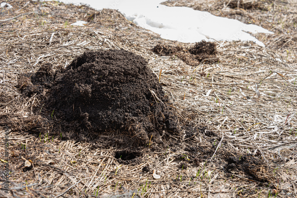 Wormhole in the ground sprinkled with old grass. Wormhole in the ground sprinkled with old grass.