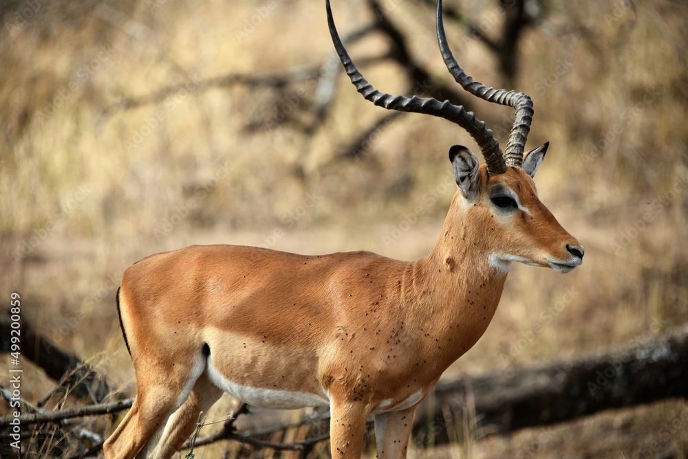 Naklejka premium Impala 8