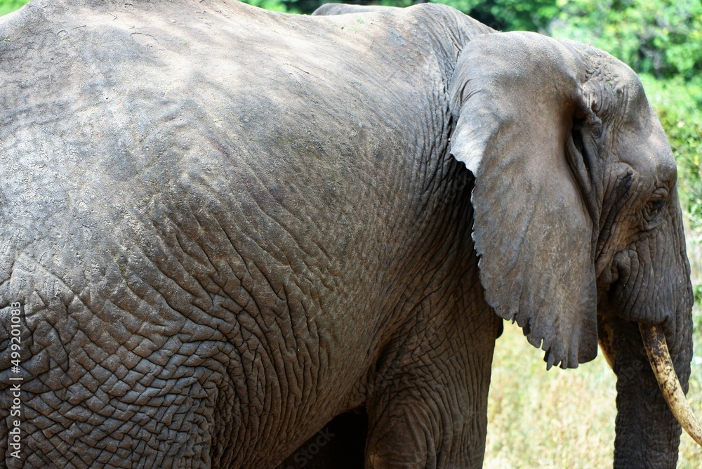 Fototapeta premium Upclose Elephant 2