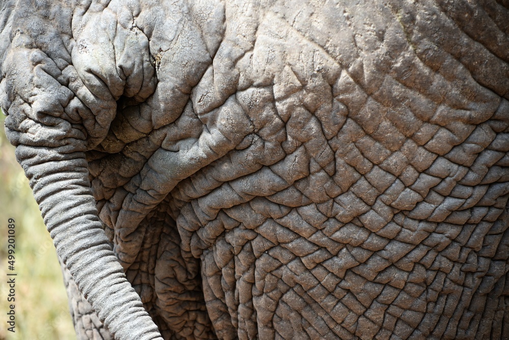 Upclose Elephant 1 Upclose Elephant 1