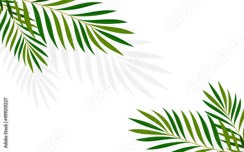 Summer tropical palm minimalist background flat. Exotic leaf shadow light eco wallpaper. Elegant air banner ad invitation wedding party business card travel agency cosmetics company paradise vacation