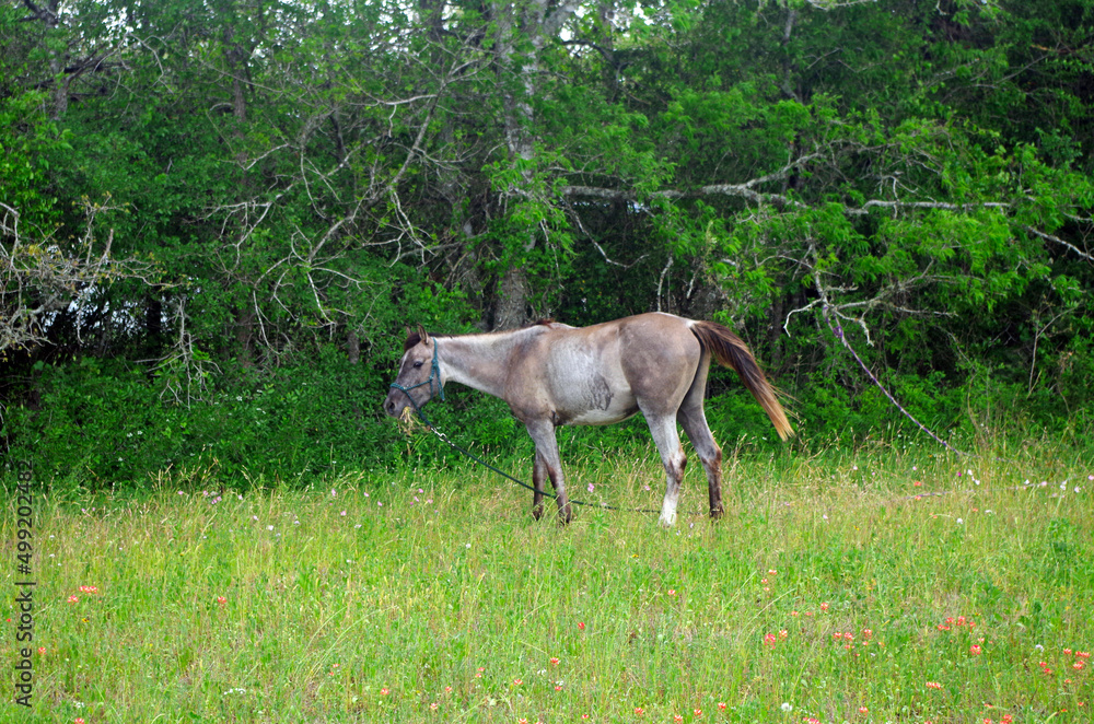 Staked roan horse grazing alongside road Staked roan horse grazing alongside road