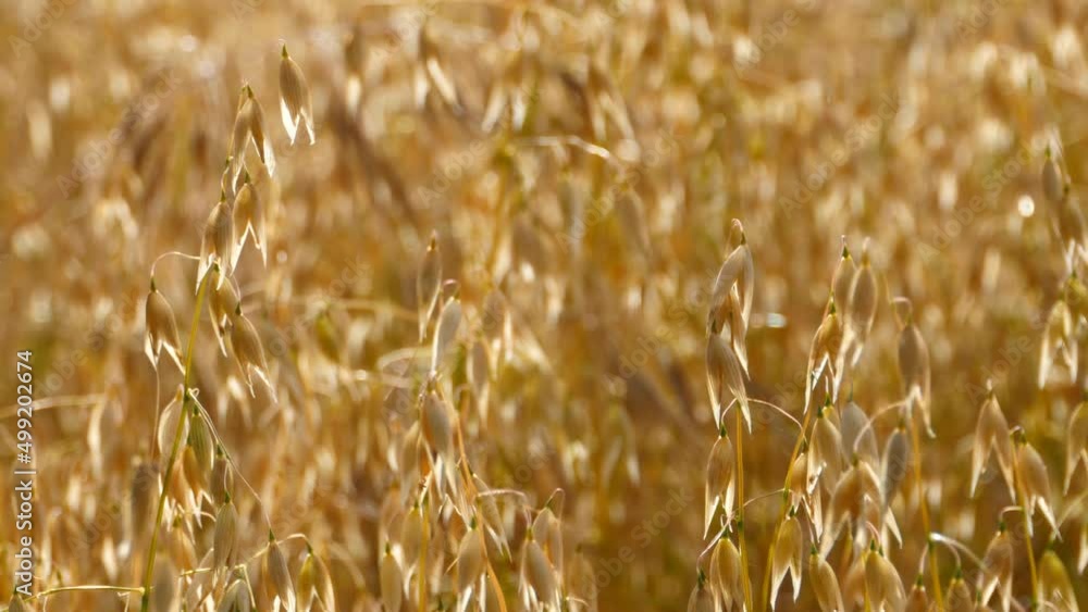 Ripening field of oats, close up, 4K Ripening field of oats, close up, 4K