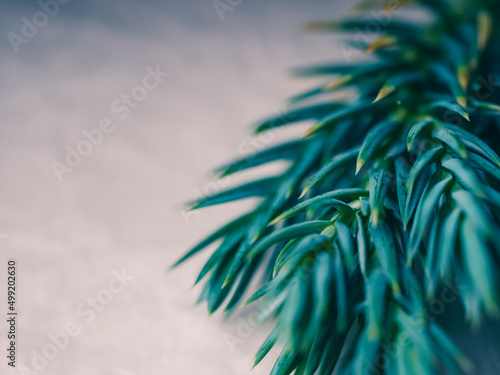 Close up of spruce foliage