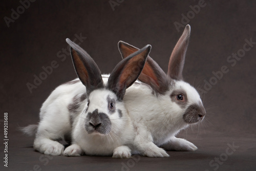 two cute rabbits on a brown background. holy easter, holiday, props