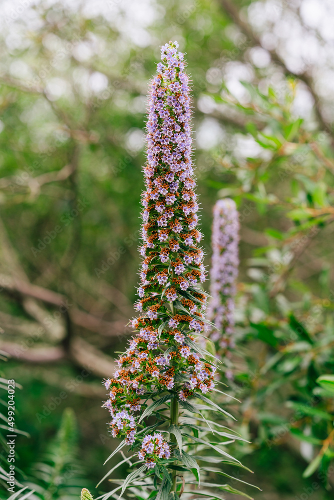 The Pride of Madeira, Echium candicans, beautiful tropical evergreen flowers