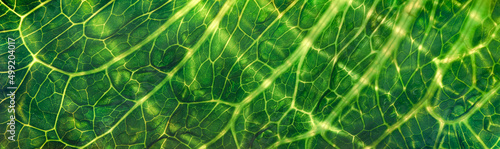 Fotografie Backlit close up of the surface of a green leaf texture showing detailed veins