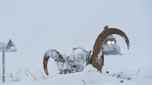 Snowmobiles ride in a column across a snowy tundra during an expedition. In the foreground, the horns of a dead musk ox protrude from the snow.  