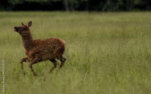 Young Elk With Spots Zooming Through Tall Grasses