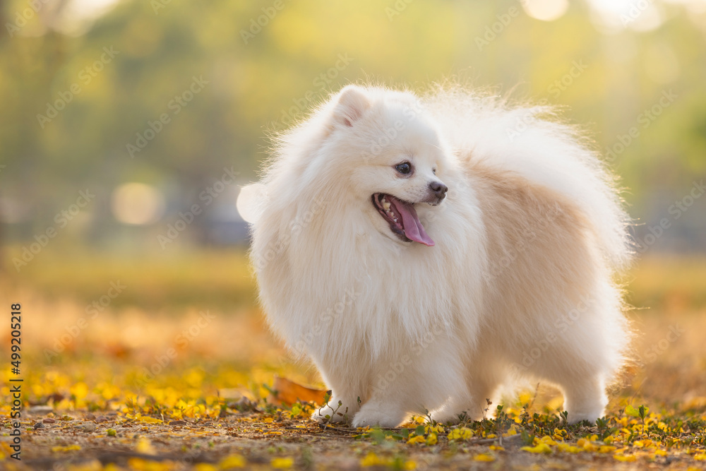A white Japanese Spitz dog standing among yellow flowers 
