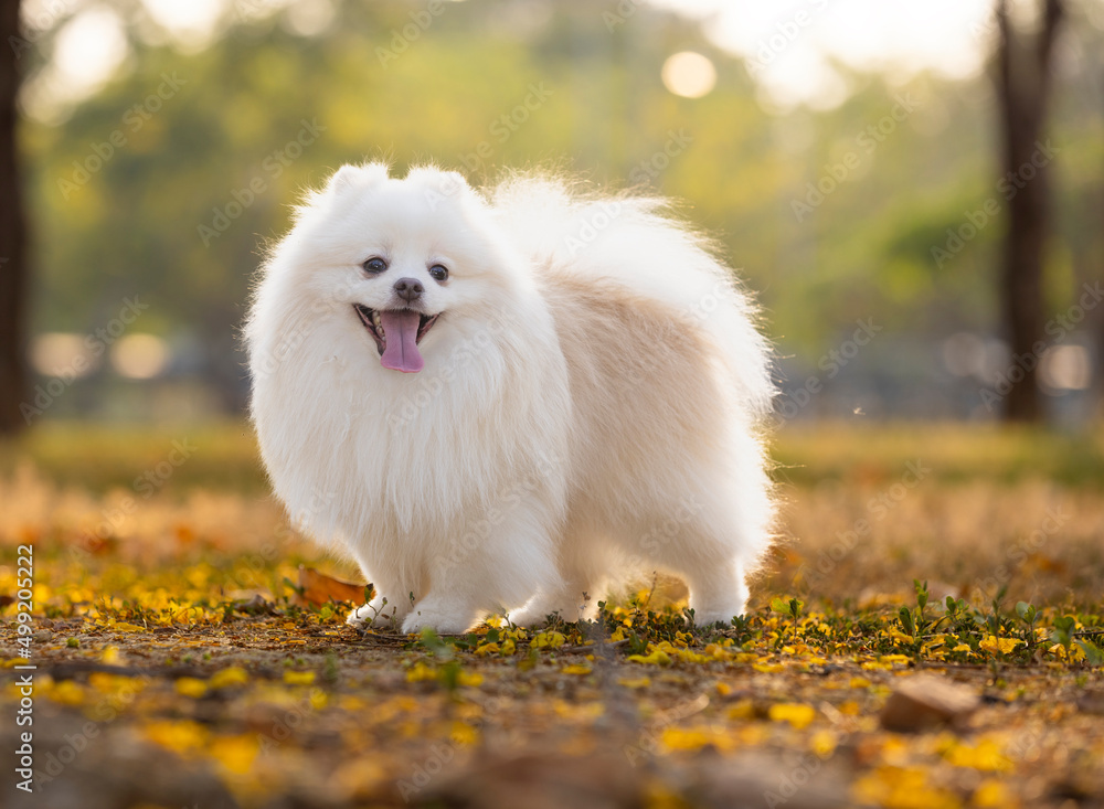 Fototapeta A white Japanese Spitz dog standing among yellow flowers