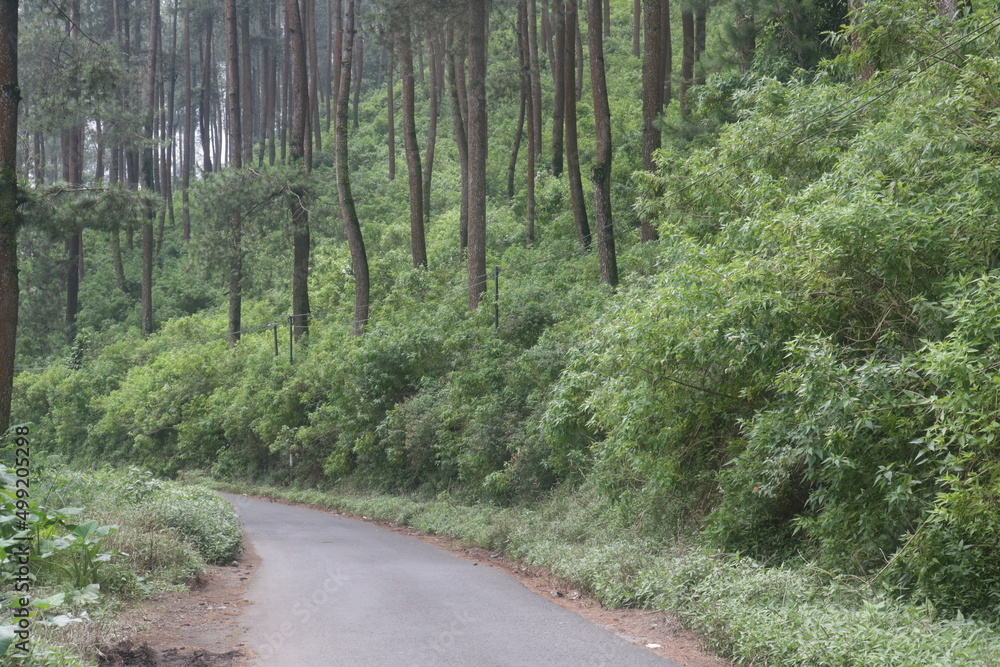 Fototapeta premium pines wood scenery