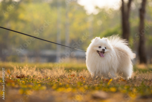 A white Japanese Spitz dog standing among yellow flowers 