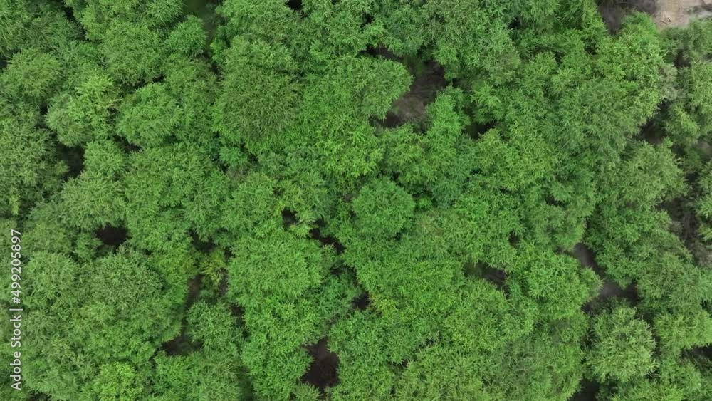 Dry forest of northern Peru with large carob tree (algarrobo) Top down shot from a drone Dry forest of northern Peru with large carob tree (algarrobo) Top down shot from a drone