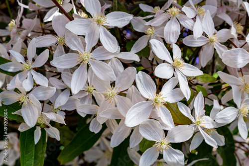 Beautiful white montana clematis apple blossom in the garden. photo