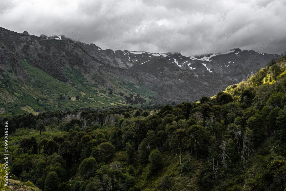 Fototapeta premium Araucaria forest under a snow-capped mountain range on a cloudy day, Chile